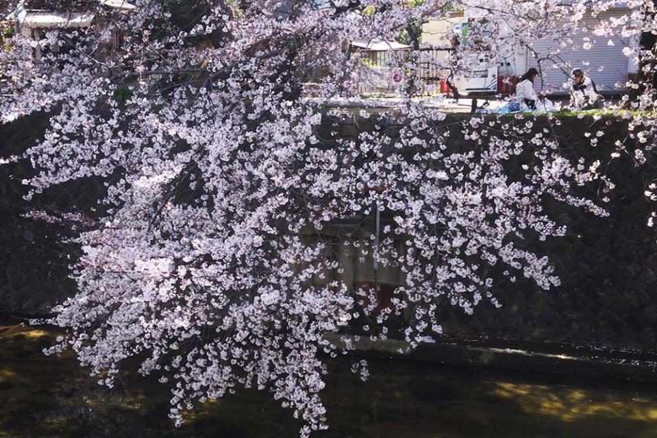 夙川公園（Image Source : Getty Creative／amana images RF）