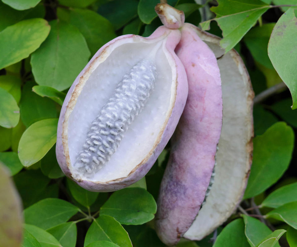 14. Akebia quinata ‘White Chocolate’ AGM