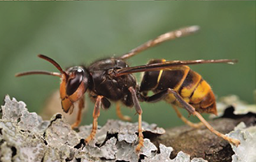 The yellow-legged hornet, native to Asia, was found for the first time in the U.S. near Savannah, Georgia, in August. The invasive insect poses a major threat to native honey bees if it becomes established.