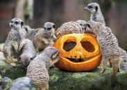 <p>Meerkats gather around a pumpkin at the zoo in Hannover, Germany, Thursday, Oct. 26, 2017. Carved pumpkins were given to the animals on Wednesday. (Photo: Hauke-Christian Dittrich/dpa via AP) </p>