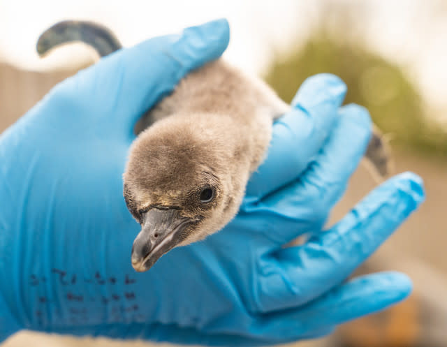 Eleven Penguin Chicks Hatch At Chester Zoo - The Most To Emerge During ‘Hatching Season’ At The Zoo For More Than A Decade