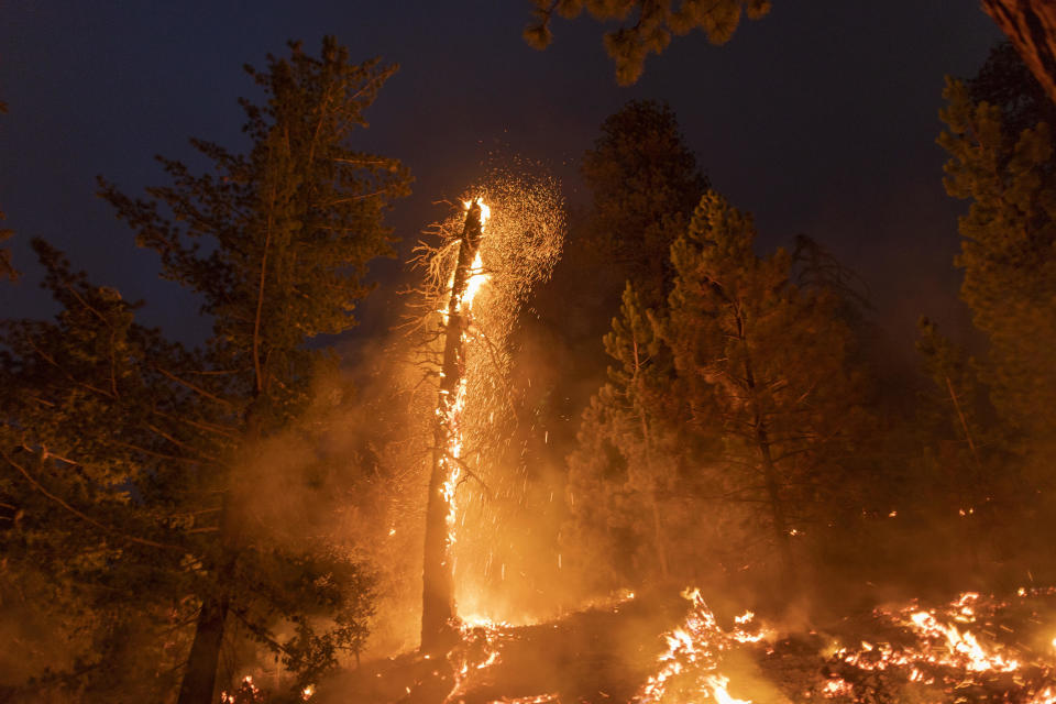 Embers fly from a burning tree as the Bobcat Fire devours the Angeles National Forest on September 11, 2020, north of Monrovia, California. / Credit: David McNew / Getty Images