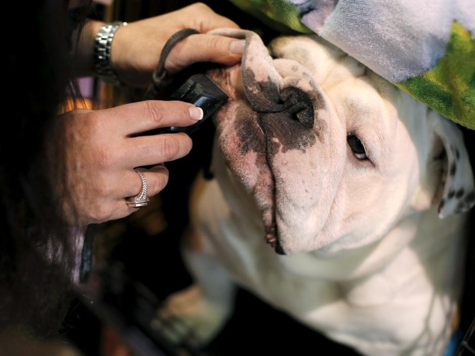 An English bulldog groomed in 2016.