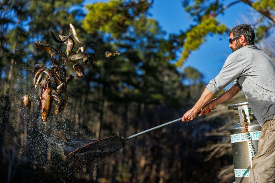 The N.C. Wildlife Commission will stock over 600,000 trout in Hatchery Supported Trout Waters for the fishing season.