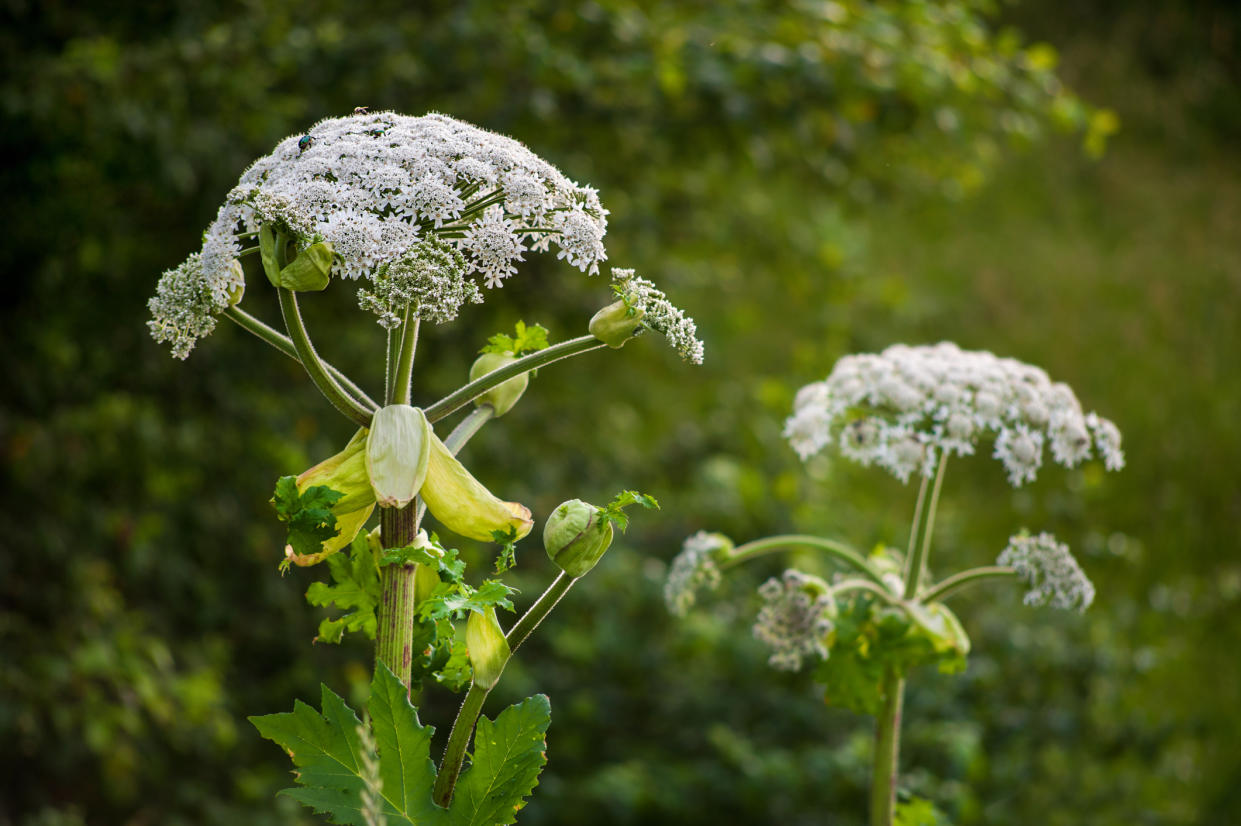 Giant Hogweed. (Getty Images)