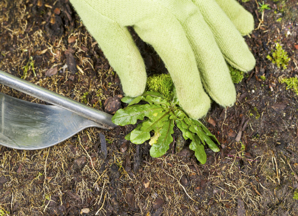 <body> <p>Preventative <a rel="nofollow noopener" href=" http://www.bobvila.com/weeding/45747-9-natural-ways-to-kill-weeds/slideshows#.VRBXE47F8qQ?bv=yahoo" target="_blank" data-ylk="slk:treatment;elm:context_link;itc:0;sec:content-canvas" class="link ">treatment</a> is your best bet for a weed-free lawn all season. Apply a pre-emergent herbicide early to tackle weeds before they even sprout. If it's already too late, try using a post-emergent herbicide designed to kill growing weeds. For an alternative, chemical-free weed treatment, try cornmeal gluten. </p> <p><strong>Related: <a rel="nofollow noopener" href=" http://www.bobvila.com/overseed-your-lawn/2389-top-5-tips-for-a-greener-lawn/slideshows?bv=yahoo" target="_blank" data-ylk="slk:Top 5 Tips for a "Greener" Lawn;elm:context_link;itc:0;sec:content-canvas" class="link ">Top 5 Tips for a "Greener" Lawn</a> </strong> </p> </body>
