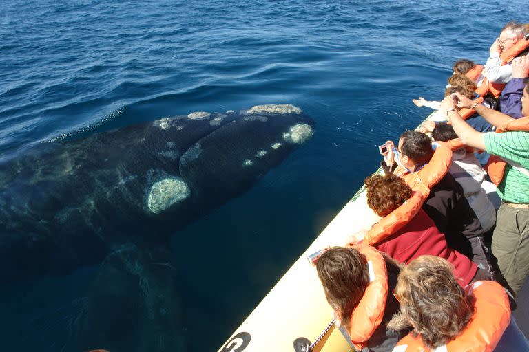 Las ballenas suelen acercarse a las embarcaciones de avistaje