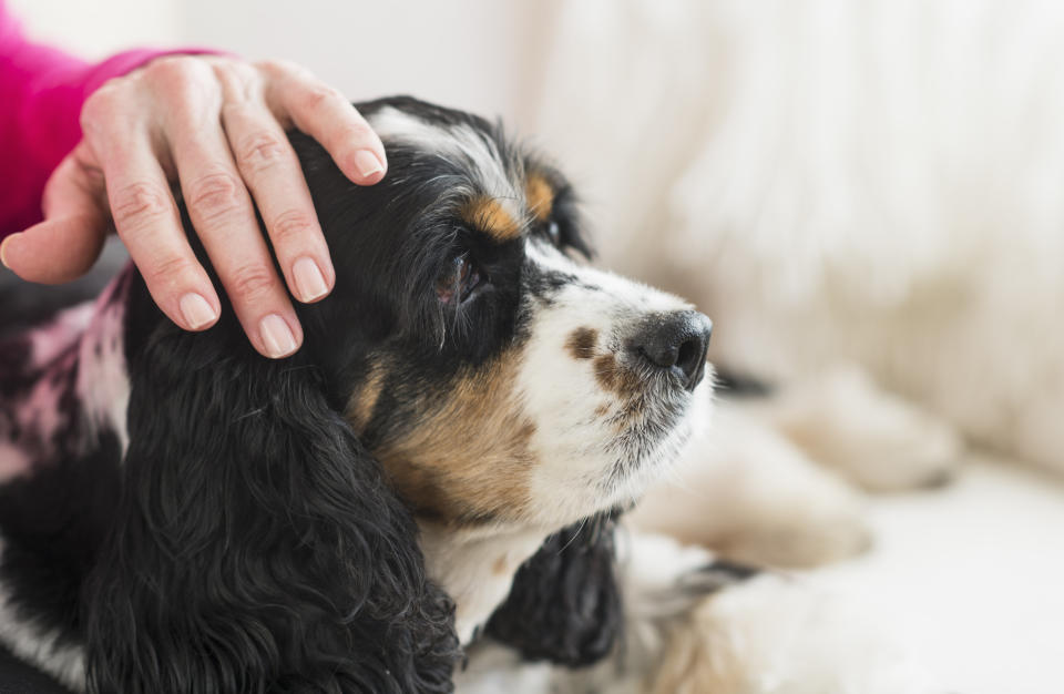 A woman pets her dog