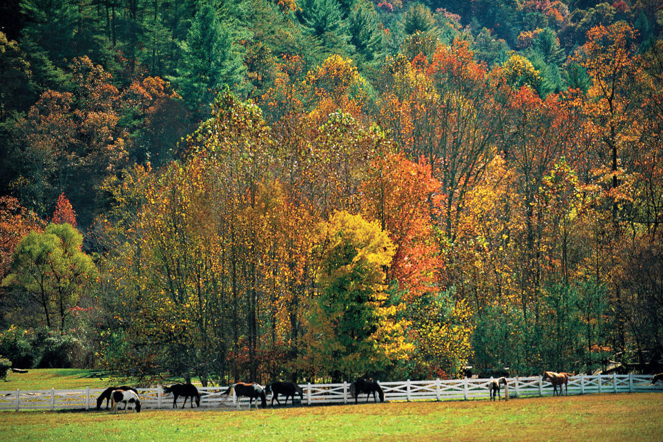 Mountain Pasture