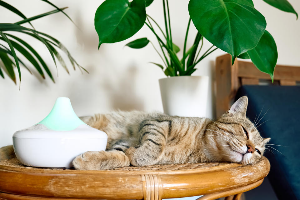 Tabby cat sleeping near an essential oil diffuser