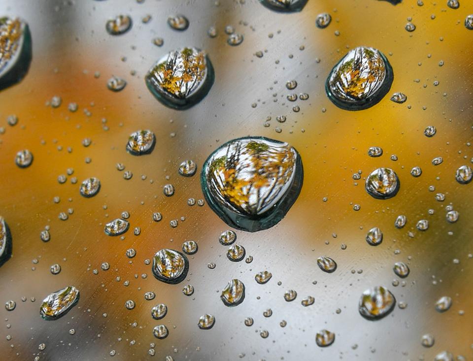 A view of the yellow maple tree leaves changing color in fall weather shine through rain drops in the parking lot of McCants Middle School in Anderson.