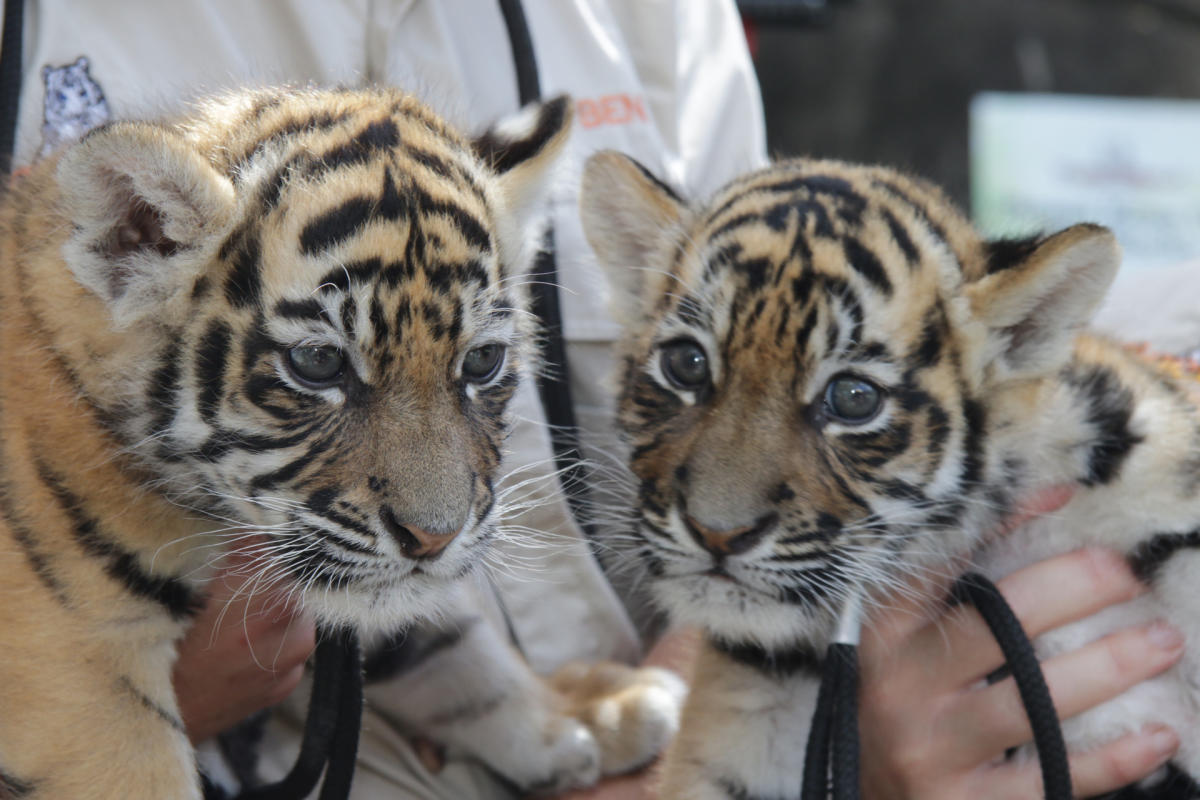 Meet the newborn tiger cubs 