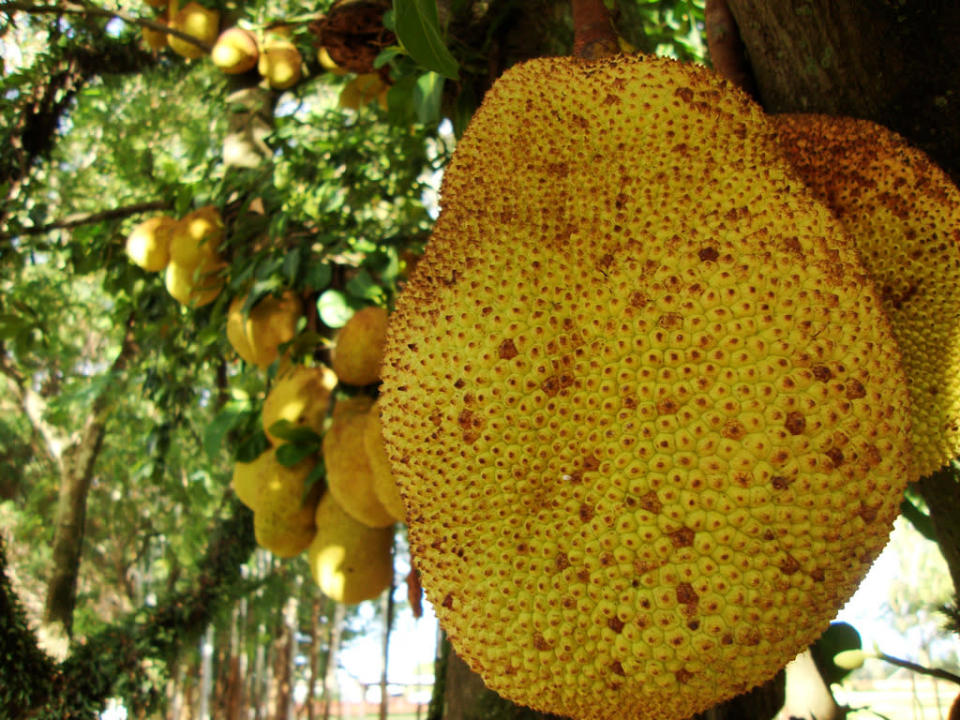 jackfruit