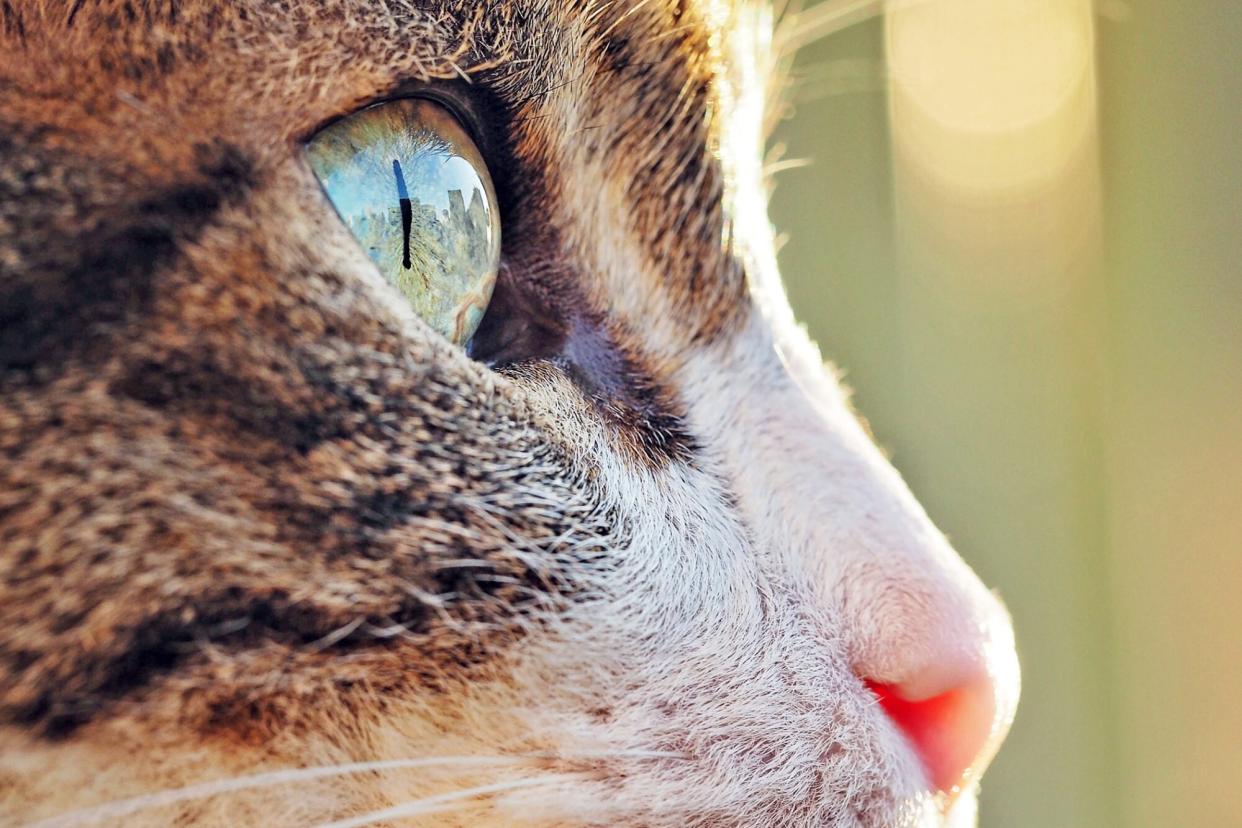 close up of a cat's face focusing on his eye; why do cats pupils change?
