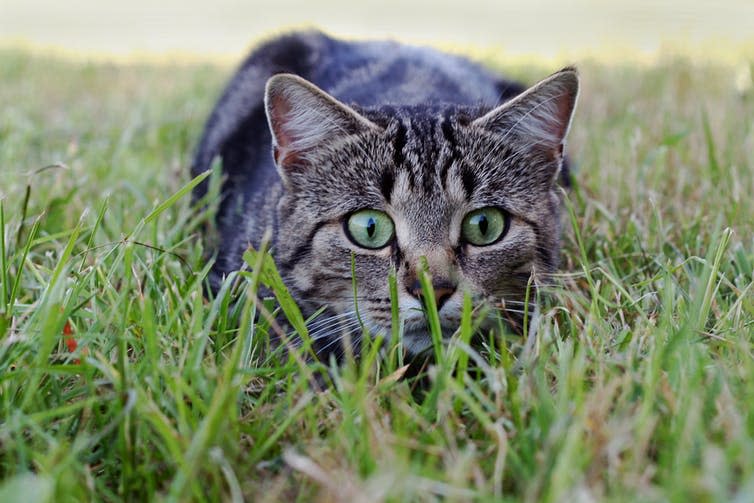 <span class="caption">Domestic cats are hunting many species of wildlife to extinction.</span> <span class="attribution"><a class="link " href="https://www.shutterstock.com/image-photo/cat-on-hunt-grass-just-before-557644864" rel="nofollow noopener" target="_blank" data-ylk="slk:Astrid Gast/Shutterstock;elm:context_link;itc:0;sec:content-canvas">Astrid Gast/Shutterstock</a></span>