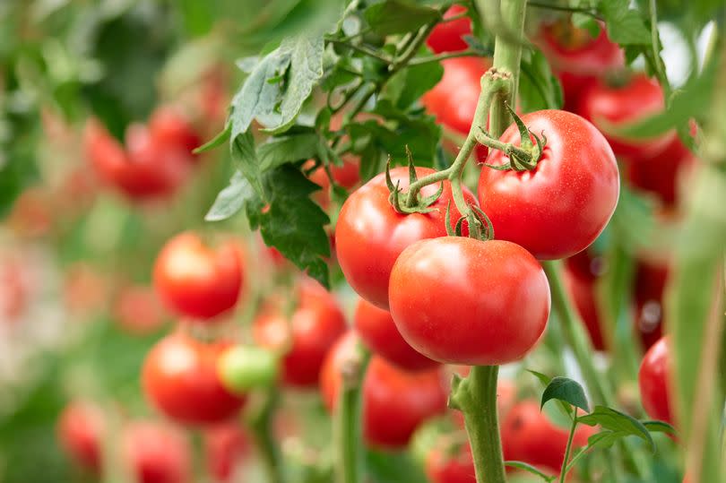 It is important to feed your tomato plants