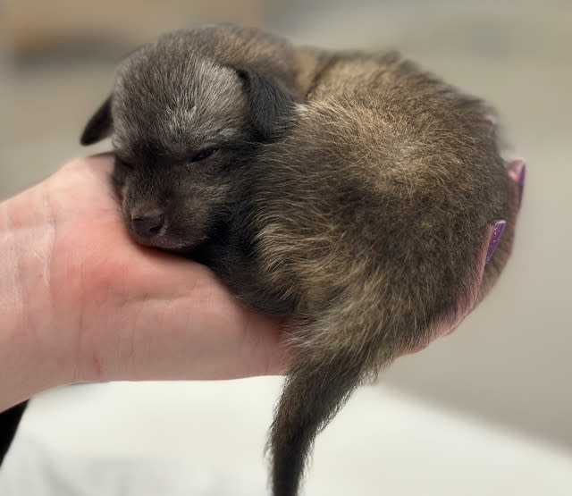 Fantastic Bat-Eared Fox! Cincinnati Zoo Welcomes Cutest New Arrival