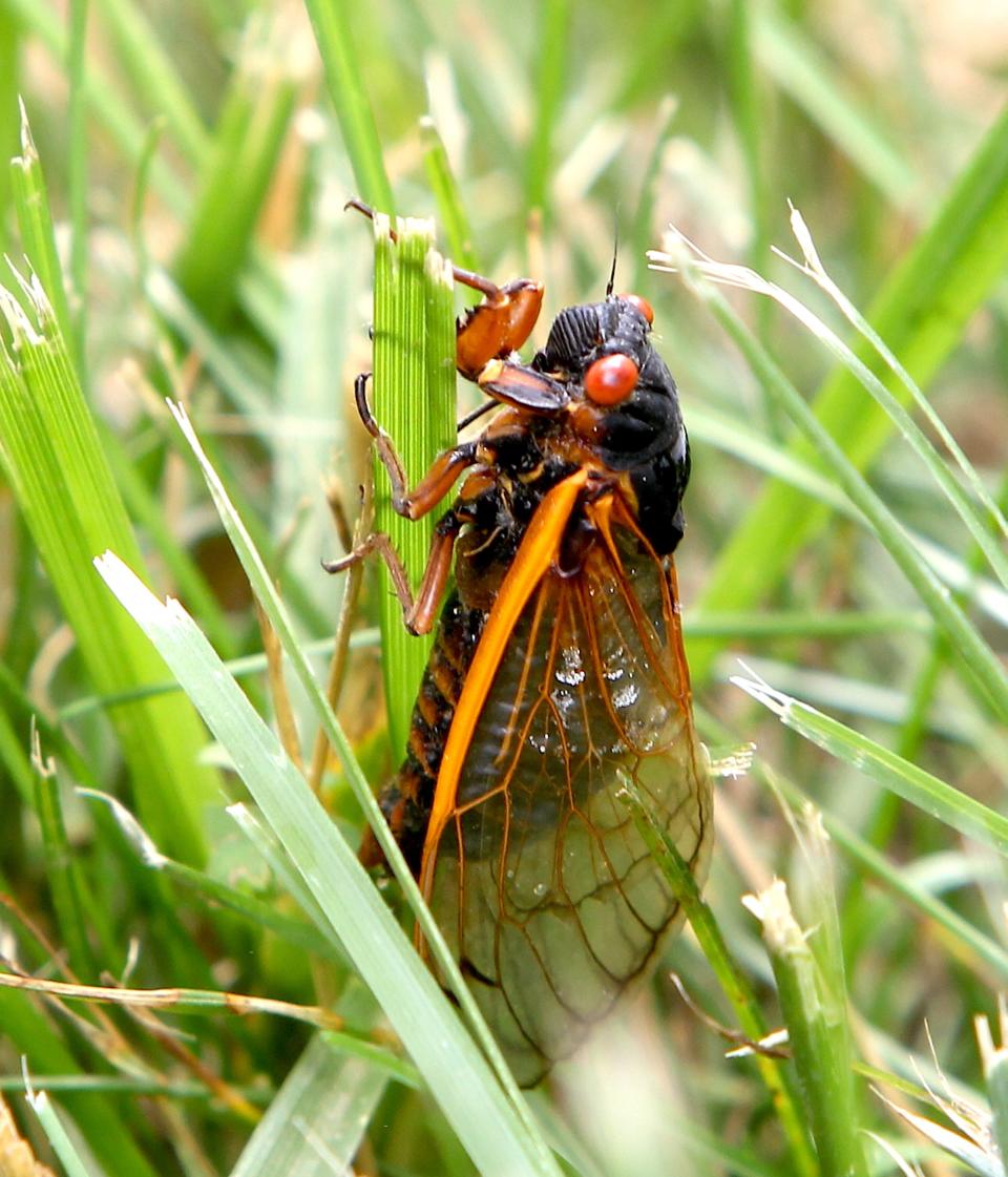 Parts of Mississippi will enjoy a historic hatch of cicadas this spring.