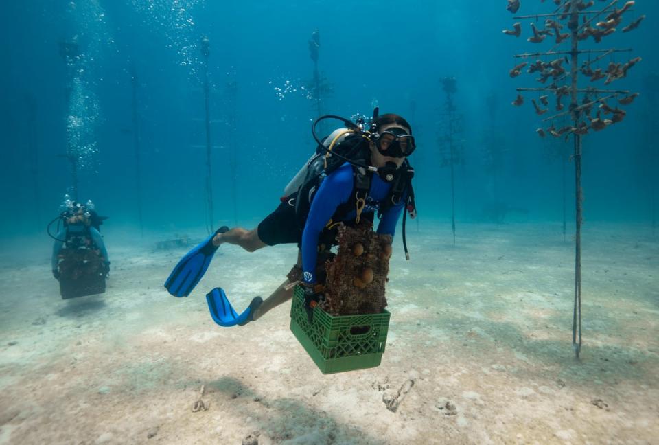 Team members with the Coral Restoration Foundation rescue the fragile species at the Tavernier Coral Tree Nursery in Florida on 23 July 2023 (Coral Restoration Foundation)