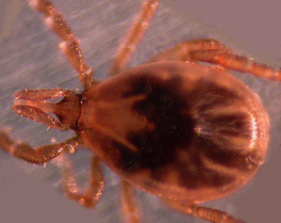 A blacklegged tick, or deer tick, under a microscope.