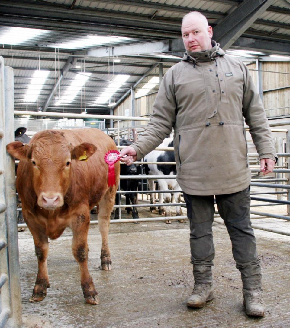 Craven Herald: Richard Lea with his 1st prize single Limousin-x bullock