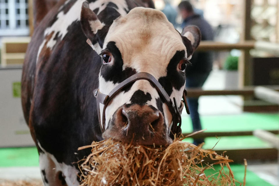 La douce vache normande 