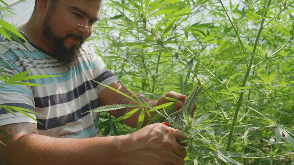 Vega trims his Young Sin Ten plants. (Photo: HuffPost US)