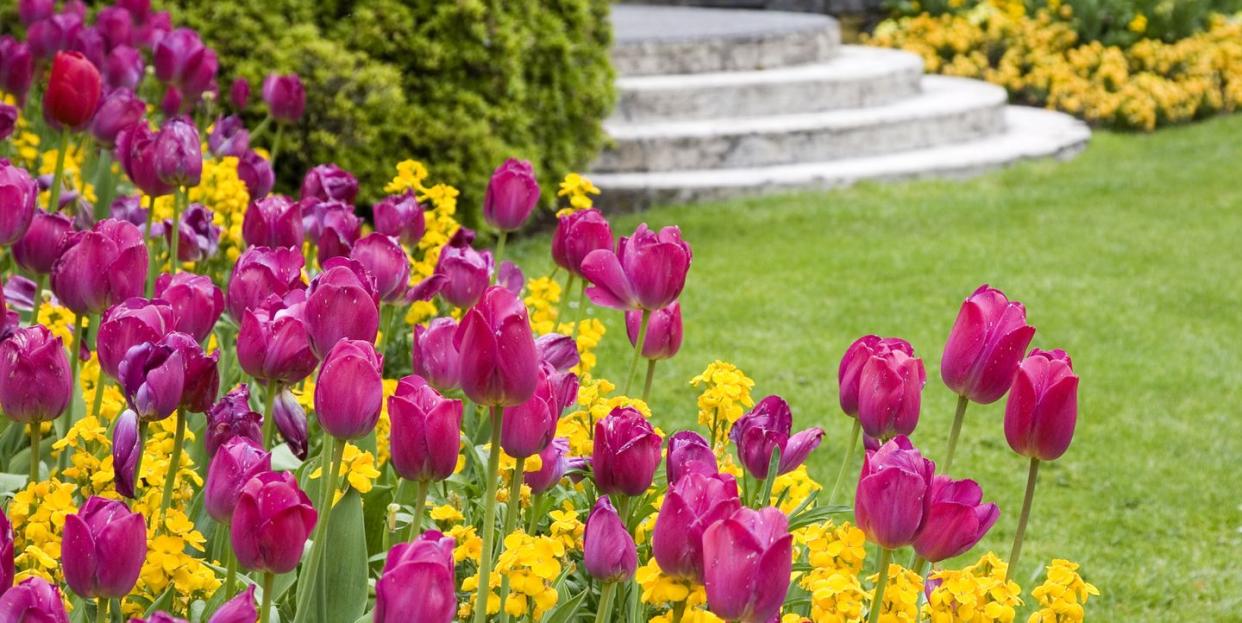 pink tulips and yellow flowers around a garden lawn