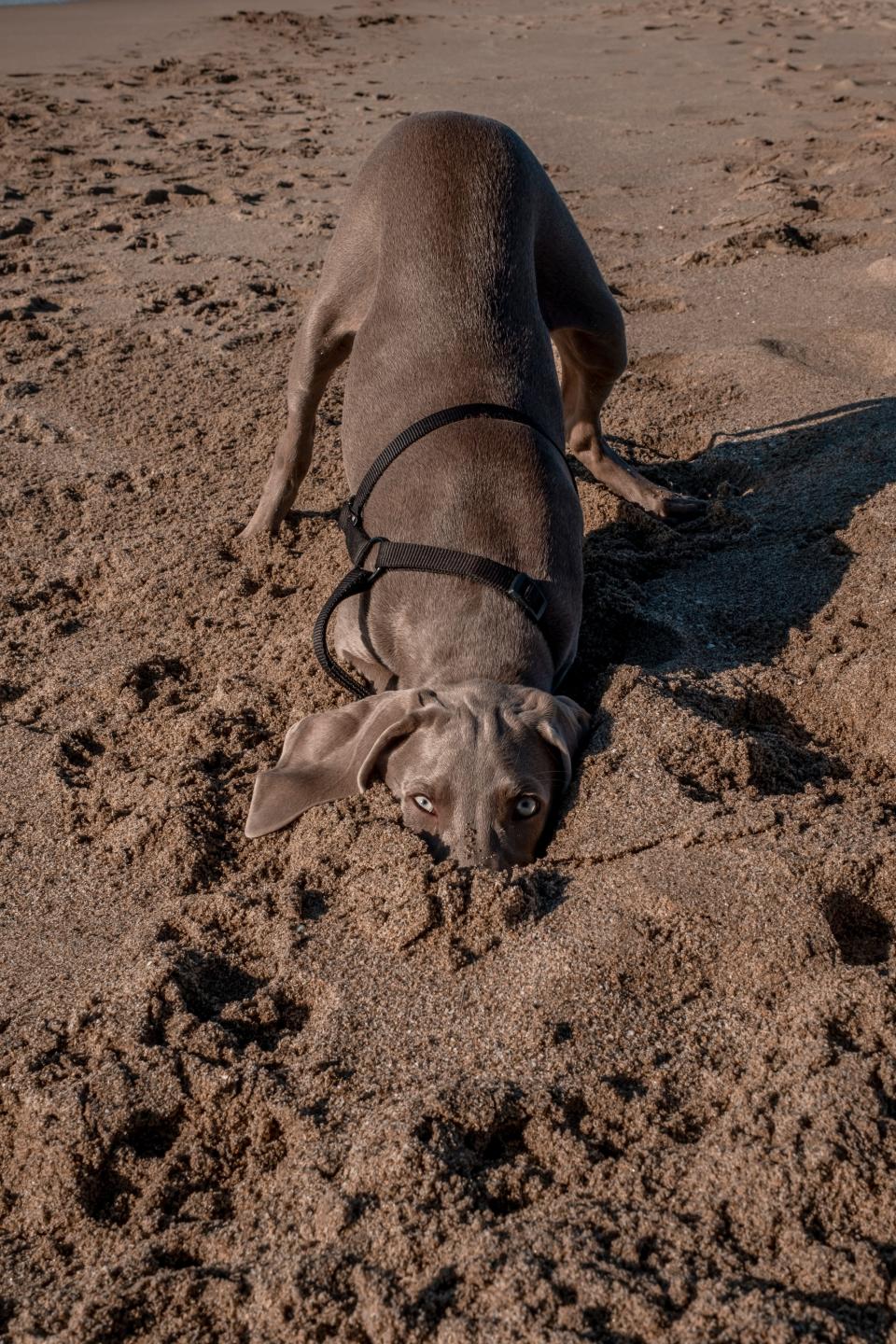 A dog burrows its mouth in sand at the beach.