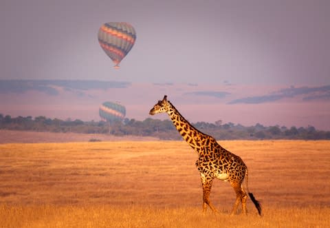 One of the world's most peculiarly elegant creatures - Credit: istock