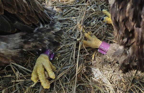  A federal wildlife official attached purple bands on the legs of two newly hatched eagles on Maryland’s Poplar Island in May 2024 to help identify them later. Photo by Craig Koppie/U.S. Fish & Wildlife Service