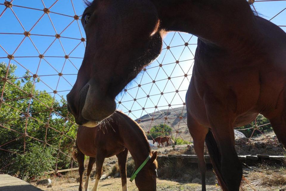 Horses graze in a geodesic dome. Poly Canyon, on the campus of Cal Poly, is home to over 20 permanent architectural structures and hosts an annual design village gathering of temporary structures. Some of the permenant structures were once occupied by caretakers but no longer Oct. 5, 2023.