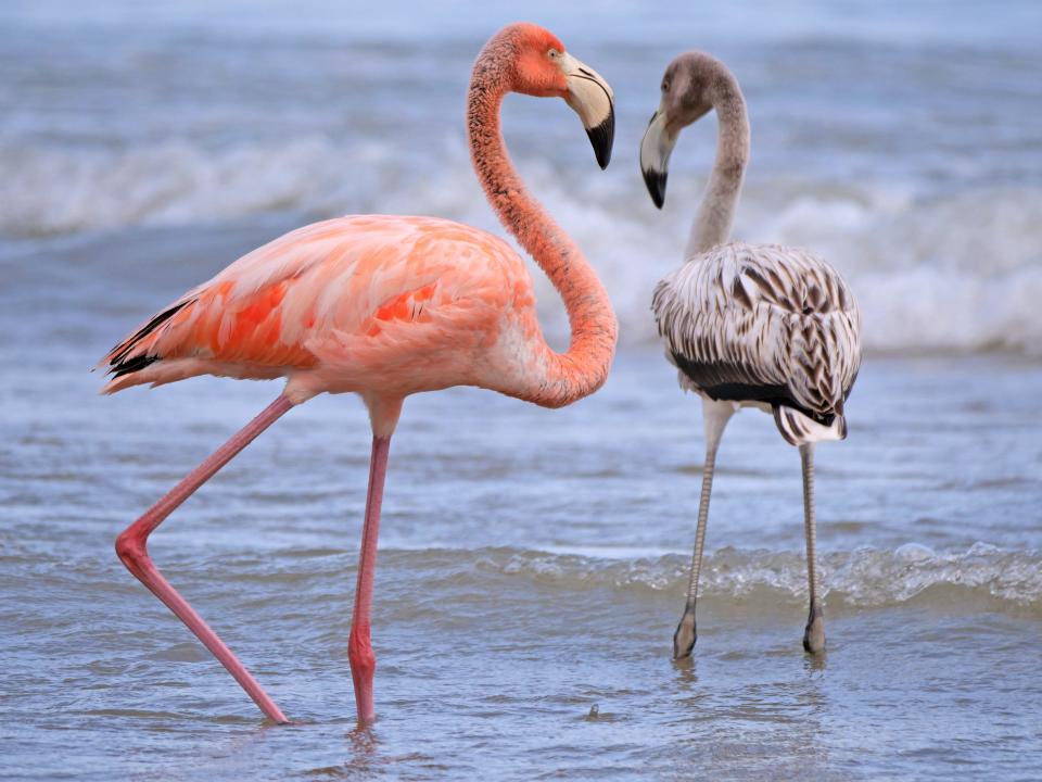 Dexter Patterson, a photography instructor at University of Wisconsin-Madison, was among a group of birders who captured photos of five flamingos seen in Lake Michigan in Port Washington, Wisconsin on Sept. 22. The flamingos are likely part of a huge flock carried to the U.S. with Hurricane Idalia.
