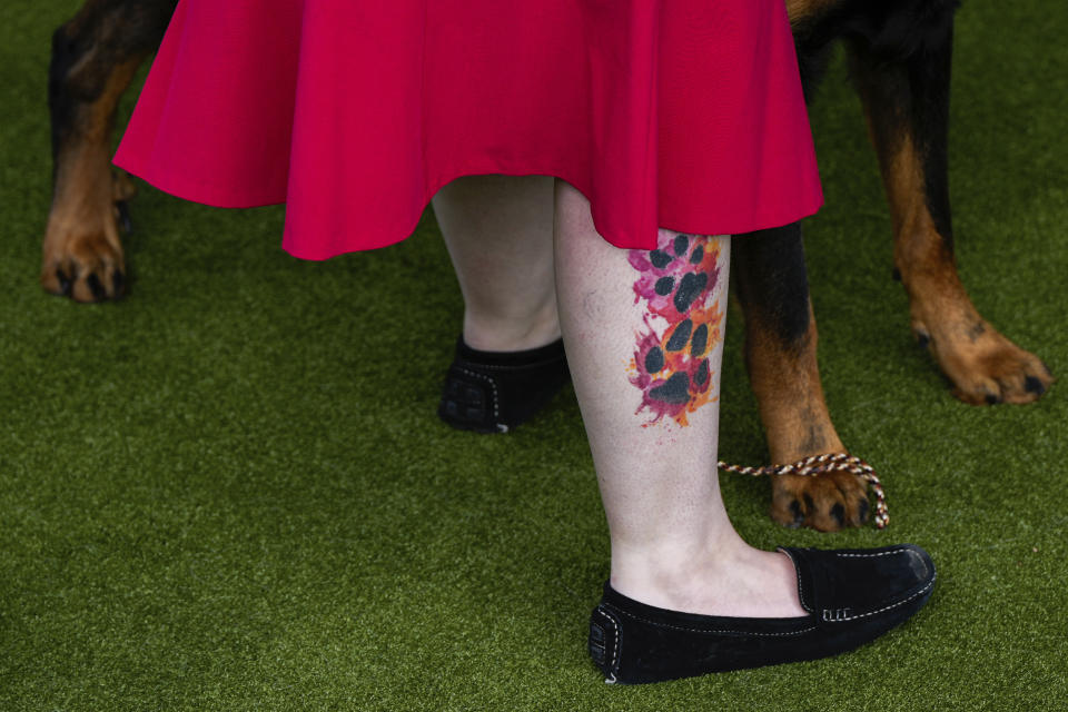 A dog paw tattoo is seen on a handlers leg during breed group judging at the 148th Westminster Kennel Club Dog show, Monday, May 13, 2024, at the USTA Billie Jean King National Tennis Center in New York. (AP Photo/Julia Nikhinson)