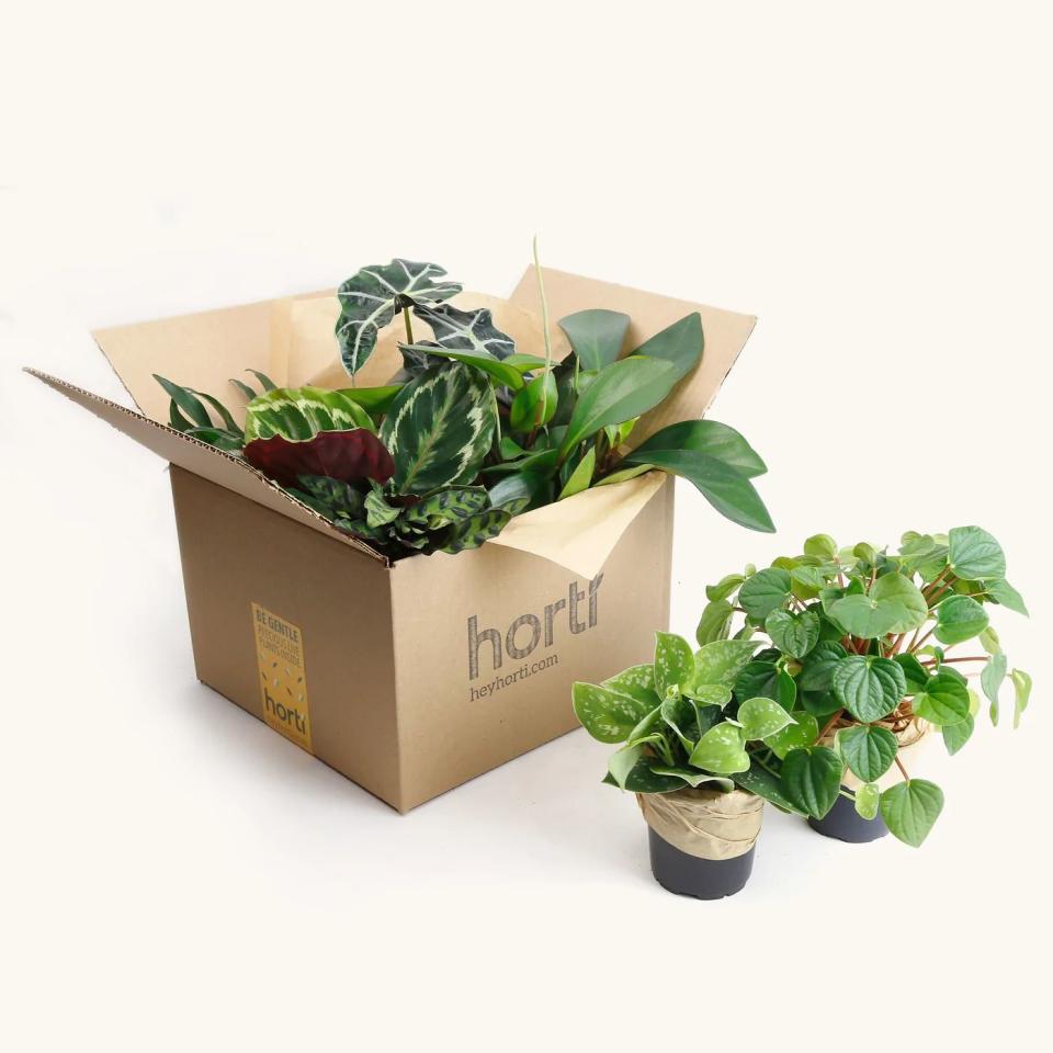 <p><a href="https://go.redirectingat.com?id=74968X1596630&url=https%3A%2F%2Fheyhorti.com%2Fcollections%2Forder-a-jungle%2Fproducts%2Forder-a-jungle&sref=https%3A%2F%2Fwww.countryliving.com%2Fshopping%2Fgifts%2Fg42539001%2Fvalentines-gifts-for-friends%2F" rel="nofollow noopener" target="_blank" data-ylk="slk:Shop Now;elm:context_link;itc:0;sec:content-canvas" class="link ">Shop Now</a></p><p>Jungle of Plants</p><p>heyhorti.com</p><p>$90.00</p><span class="copyright">Hey Horti</span>