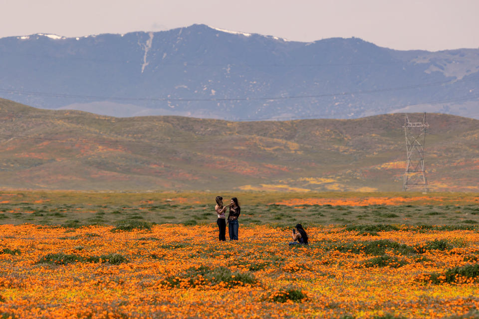 A superbloom near Lancaster, California, on April 11, 2023