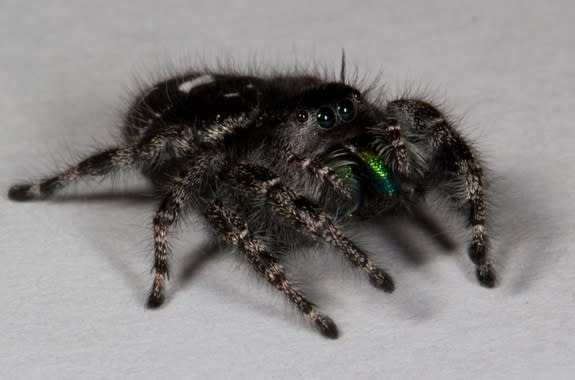 The jumping spider Phidippus audax.