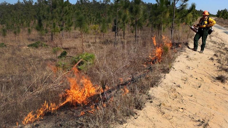 Eli Carrol begins the burn, their first prescribed fire, creating “black” on perimeter of the dirt road at Sand Hill Wildlife Management Area.