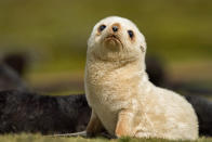 <p>Rare blonde fur seal photographed on South Georgia Islands. (Photo: Roie Galitz/Caters News) </p>