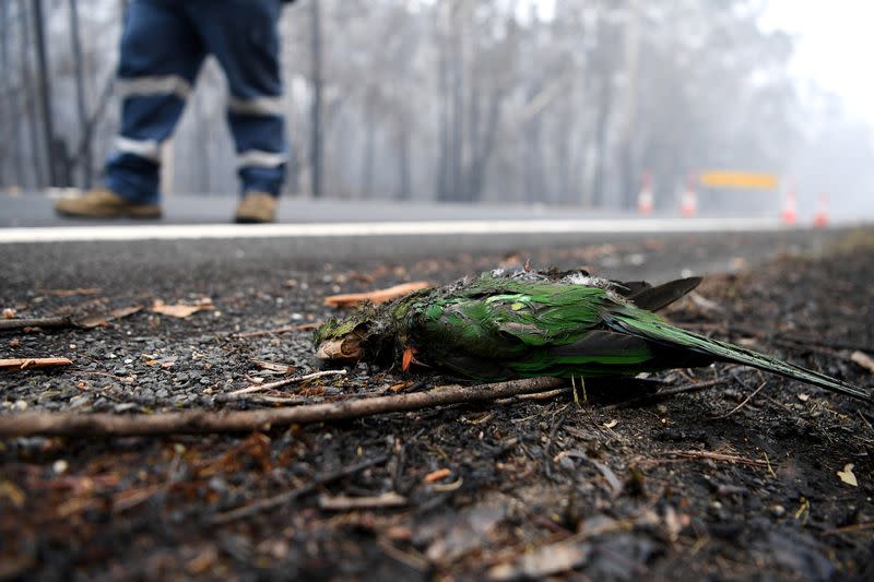 Bushfires in Eden, Australia