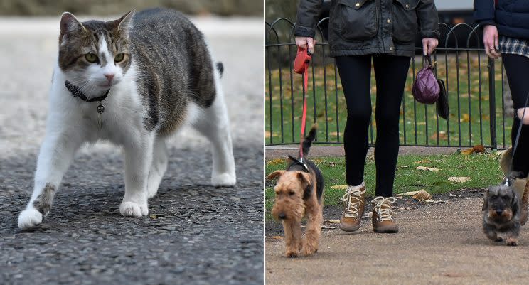 Larry the cat has chased the dogs out