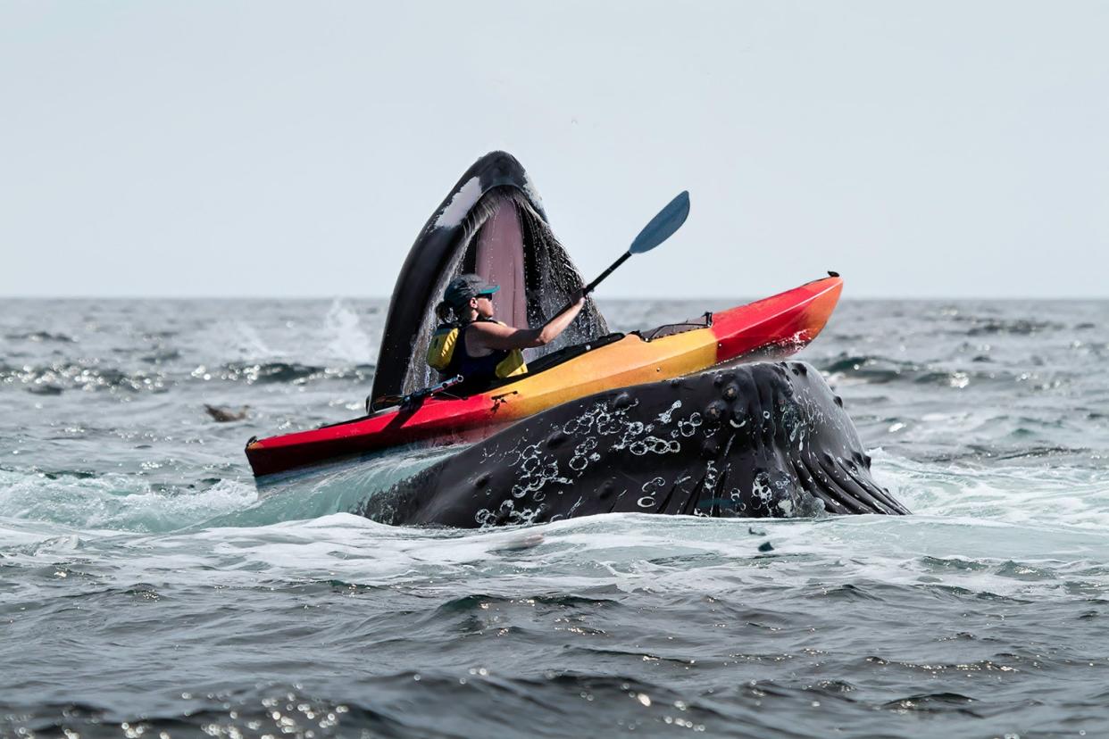 An illustration of a kayaker rowing into the open mouth of a whale.