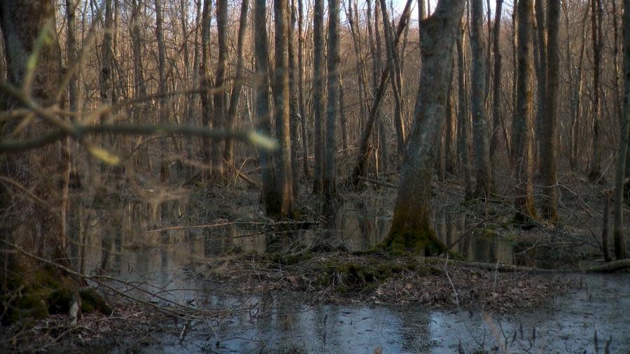 The Hockomock Swamp is considered a “hot spot” in the Bridgewater Triangle