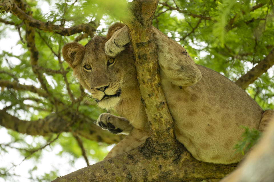 Normally if a cat got stuck up a tree you'd call the fire brigade but you might think twice with these lions, perched precariously on the branches whilst they have an afternoon nap. See National News story NNlions. One male is even draped across two branches, with his legs and tail dangling down, whilst in another the two females wedge themselves almost upright before dozing. The pics were taken by wildlife snapper Vince Burton in the Queen Elizabeth National Park in Uganda. Vince Burton, 46 from North Tuddenham in Norfolk, said: "Lions are not known for their tree climbing abilities, unlike other big cats such as leopards. 