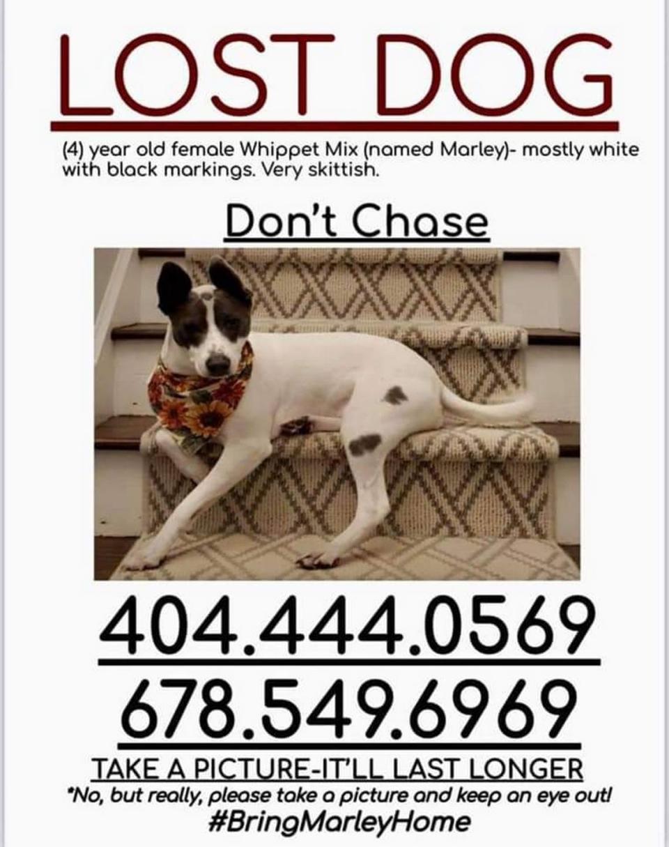 These fliers are up around Hilton Head Island to help find Marley, a missing whippet visiting from Atlanta. Call owners Derek at 678-549-6969 or Alex at 404-444-0569 if you see the dog.