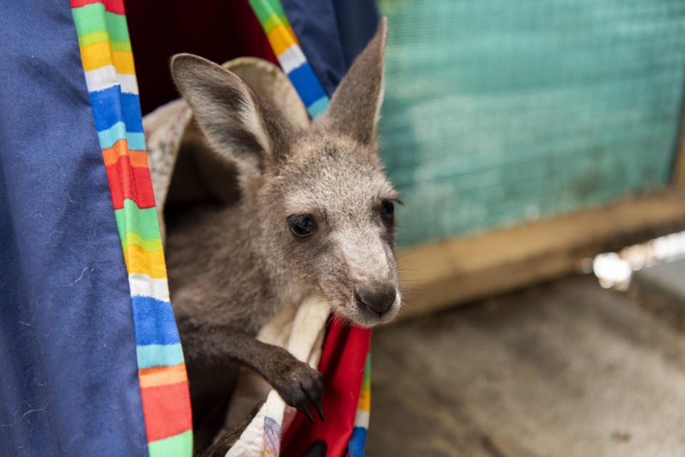 ACF says wildlife are often distressed or injured because of heatwaves and bushfires. Source: Annette Ruzicka