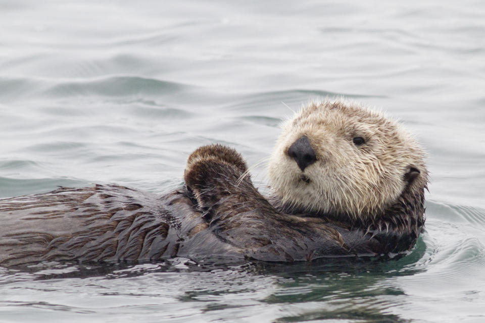 Sieht knuddelig aus, aber: Seeotter sind Raubtiere. (Bild: Getty)