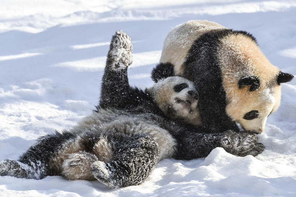 FILE - Panda siblings Paule, right, and Pit, left, play in the snow in their enclosure at the Zoo in Berlin, Germany, on Feb. 12, 2021. In the U.S., panda enthusiasts can still see giant pandas the zoo in Atlanta. Around the world, zoos in Berlin, Qatar and Mexico City are among those that have been given pandas by China, the only place where the animal is native. (Kira Hofmann/dpa via AP, File)
