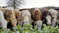 FILE - In this Tuesday, Dec. 3, 2019 file photo, cattle feed on kale on Balbirnie farm in Cupar, Scotland. Britain’s business secretary said he hopes to reach an agreement Tuesday, Sept. 21, 2021 to restore carbon dioxide supplies to food processors and avert potential shortages and price increases as the country deals with the fallout from soaring energy prices. Kwasi Kwarteng’s comments came after crisis talks with the chief executive of CF Industries, which normally supplies the bulk of the carbon dioxide used by food processors but has suspended production due to high natural gas prices. (AP Photo/Renee Graham, File)