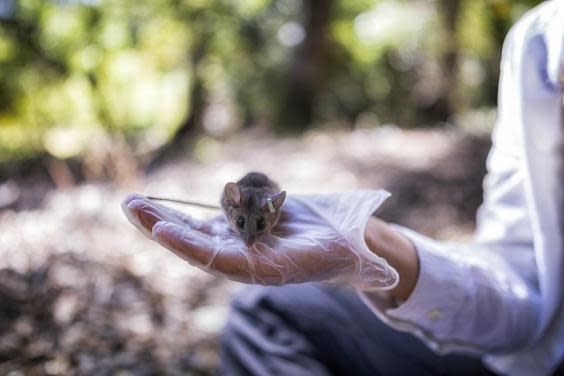 Deer mice (pictured) took advantage of their predators’ decreased activity and expanded their range (Aria Crabb)